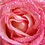 Perle-de-Joie